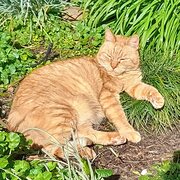 Home Owner wanting sitter in Mt barker, South Australia