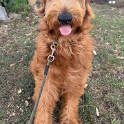 Home Owner wanting sitter in Sydney, New South Wales