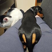 Home Owner wanting sitter in , Victoria