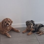 Home Owner wanting sitter in Gold Coast, Queensland