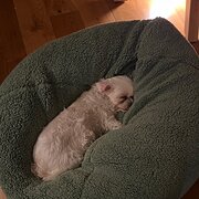 Home Owner wanting sitter in , Queensland