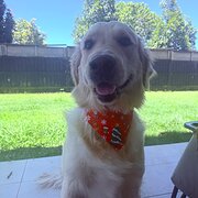 Home Owner wanting sitter in Brisbane, Queensland