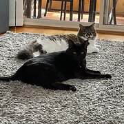 Home Owner wanting sitter in , New South Wales