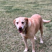 Home Owner wanting sitter in Nowra, New South Wales