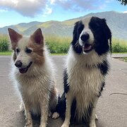 Home Owner wanting sitter in Cairns, Queensland