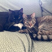 Home Owner wanting sitter in Sydney , New South Wales