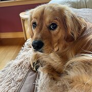 Home Owner wanting sitter in Hobart, Tasmania