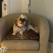 Home Owner wanting sitter in Toowoomba, Queensland