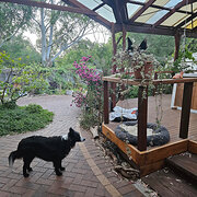 Home Owner wanting sitter in Adelaide, South Australia