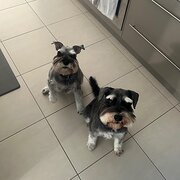 Home Owner wanting sitter in , Queensland