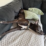 Home Owner wanting sitter in , Western Australia