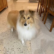 Home Owner wanting sitter in , Victoria