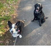 Home Owner wanting sitter in Wollongong , New South Wales