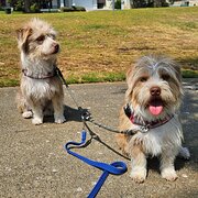 Home Owner wanting sitter in Mandurah , Western Australia