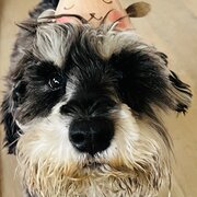 Home Owner wanting sitter in , New South Wales