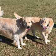 Home Owner wanting sitter in , New South Wales