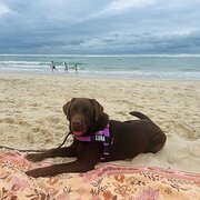 Home Owner wanting sitter in , Queensland