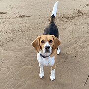 Home Owner wanting sitter in Gosford, New South Wales