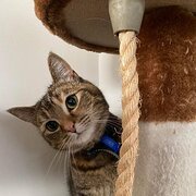 Home Owner wanting sitter in , Victoria