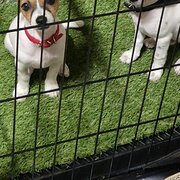 Home Owner wanting sitter in Lismore, New South Wales