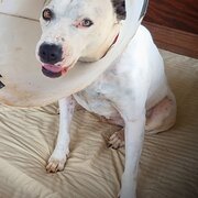 Home Owner wanting sitter in , Queensland