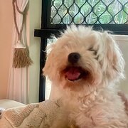 House Sitter - “Happy pets = happy holidays"