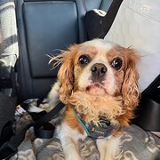 House Sitter - Harrops