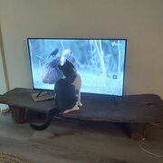 Home Owner wanting sitter in Adelaide , South Australia