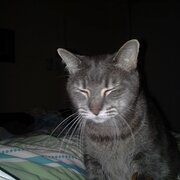 Home Owner wanting sitter in , Queensland