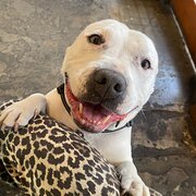 Home Owner wanting sitter in Melbourne , Victoria