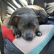 Home Owner wanting sitter in , Queensland