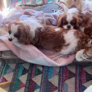 Home Owner wanting sitter in Flemmington, Victoria