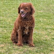 Home Owner wanting sitter in Sydney , New South Wales