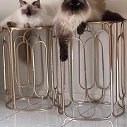 Home Owner wanting sitter in Murrumba Downs, Queensland