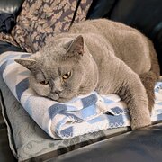 Home Owner wanting sitter in Perth, Western Australia