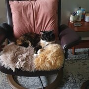 Home Owner wanting sitter in , Queensland