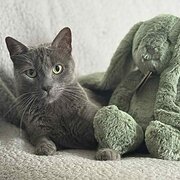 Home Owner wanting sitter in , Queensland