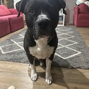 Home Owner wanting sitter in Launceston, Tasmania