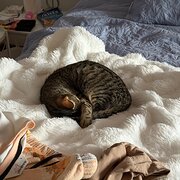 Home Owner wanting sitter in , Australian Capital Territory