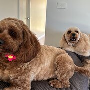 Home Owner wanting sitter in Port Macquarie, New South Wales