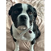 Home Owner wanting sitter in , Victoria