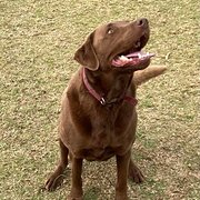 Home Owner wanting sitter in , New South Wales