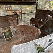 Home Owner wanting sitter in Gympie , Queensland