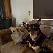 Home Owner wanting sitter in Fountain Gate, Victoria
