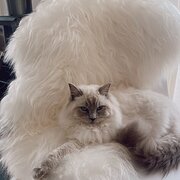 Home Owner wanting sitter in Melbourne, Victoria