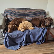 Home Owner wanting sitter in , Western Australia