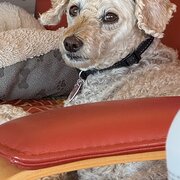 Home Owner wanting sitter in , New South Wales