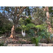 Home Owner wanting sitter in Avalon Beach, New South Wales