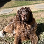 Home Owner wanting sitter in , Victoria