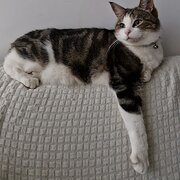 Home Owner wanting sitter in , Victoria